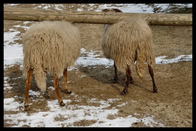 Drenthen Heathsheep04