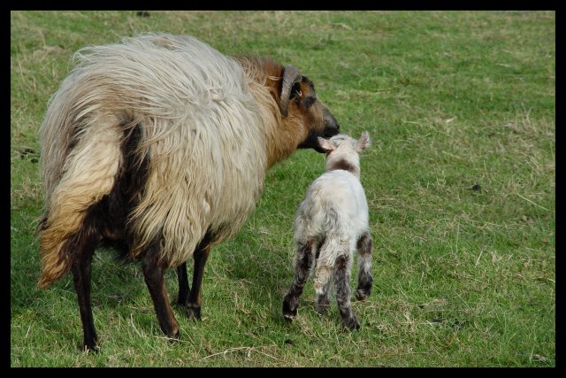 Drenthen Heathsheep02