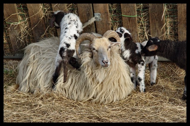 Drenthen Heathsheep18