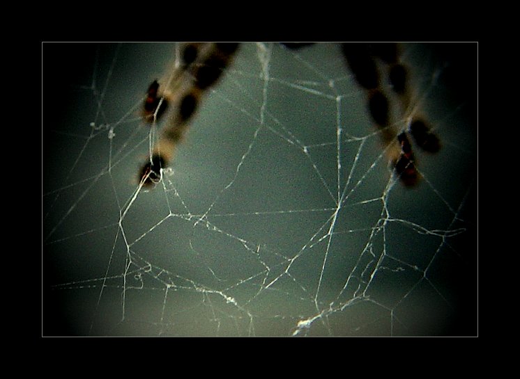Into the Spiders world#14.jpg