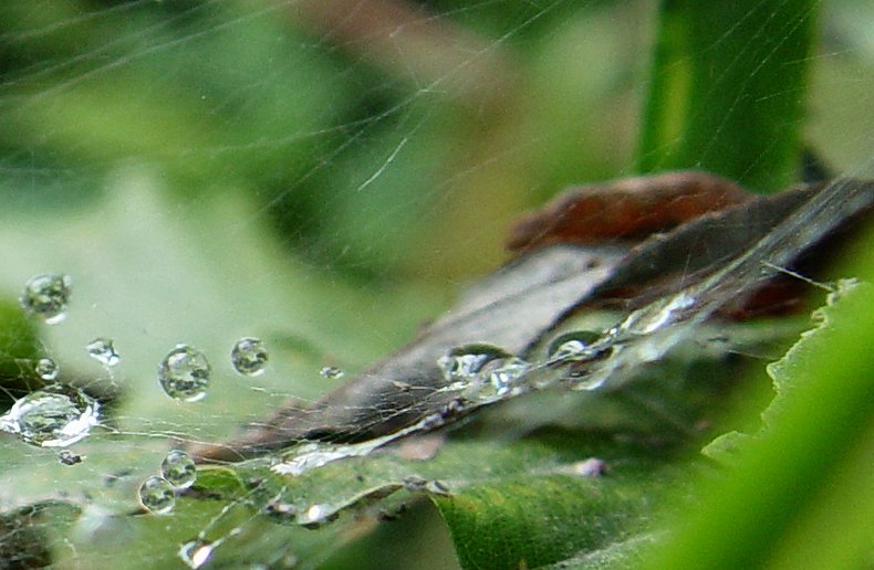 Into the Spiders world#03.jpg