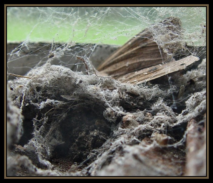 Into the Spiders world#04.jpg