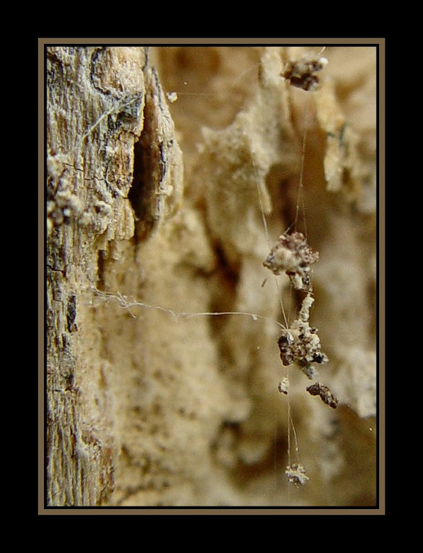 Into the Spiders world#05.jpg
