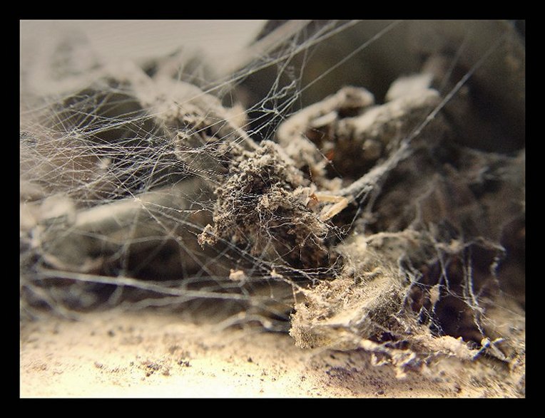 Into the Spiders world#07.jpg