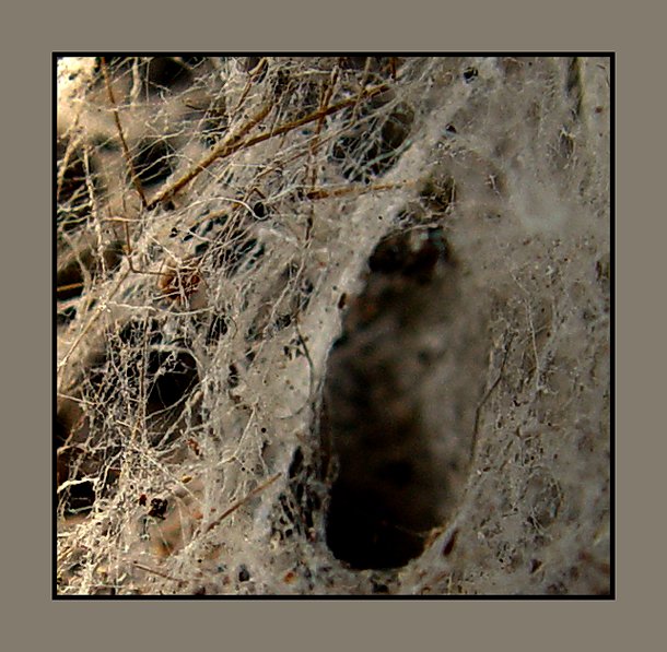 Into the Spiders world#09.jpg