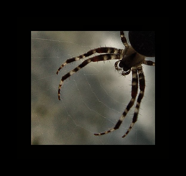 Into the Spiders world#10.jpg