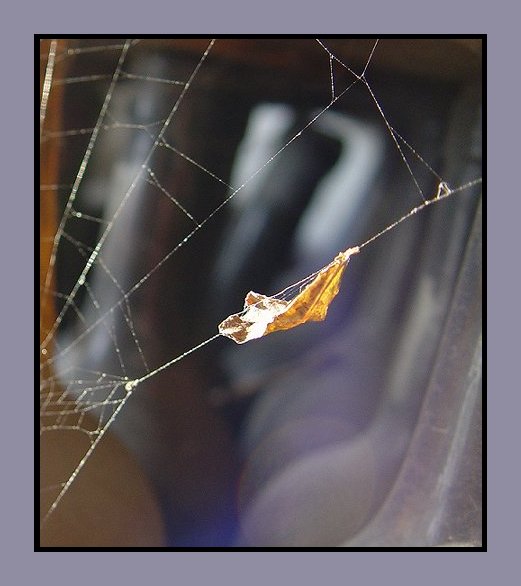 Into the Spiders world#11.jpg