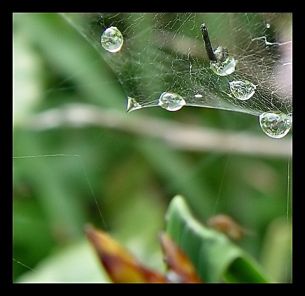 Into the Spiders world#16.jpg