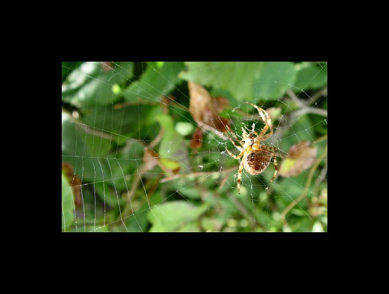 Into the Spiders world#20.jpg