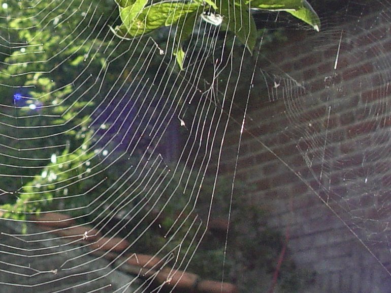 Into the Spiders world#21.jpg
