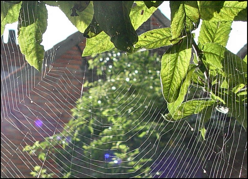 Into the Spiders world#23.jpg