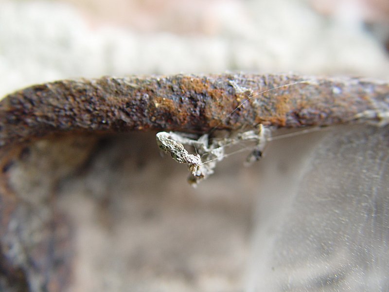 Into the Spiders world#25.jpg