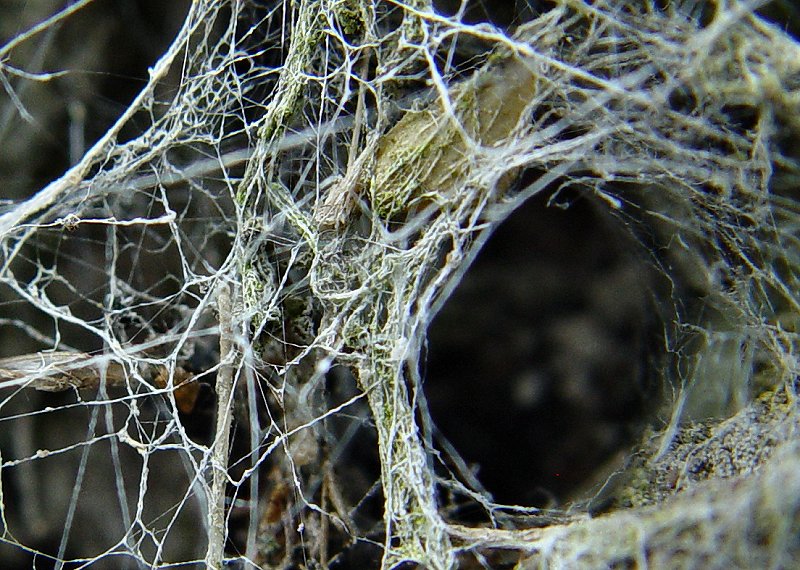 Into the Spiders world#29.jpg