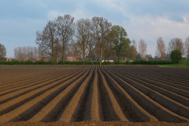 Potatoes are in