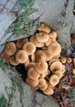 fungi-2.jpg