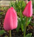Springtime