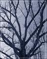 Old Oak Tree