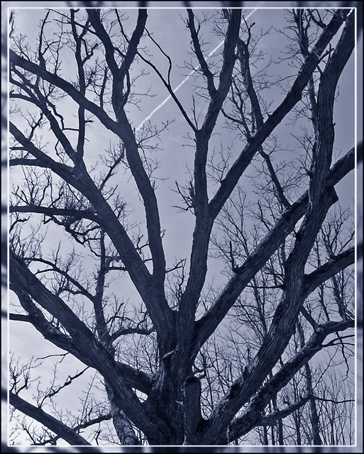 Old Oak Tree