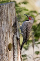 Woodpecker