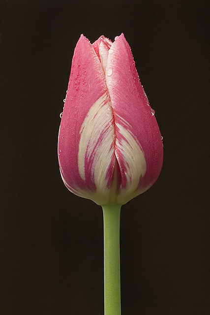 Seattle Tulip