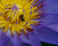 Lily and the bee