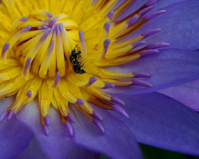 Lily and the bee