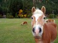 Horses