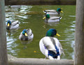 Ducks