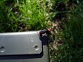 Little Red Bug (Soldier Beetle)