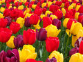 Tulip Festival 2006