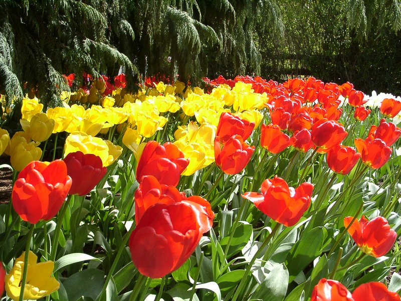 Tulips in Bloom