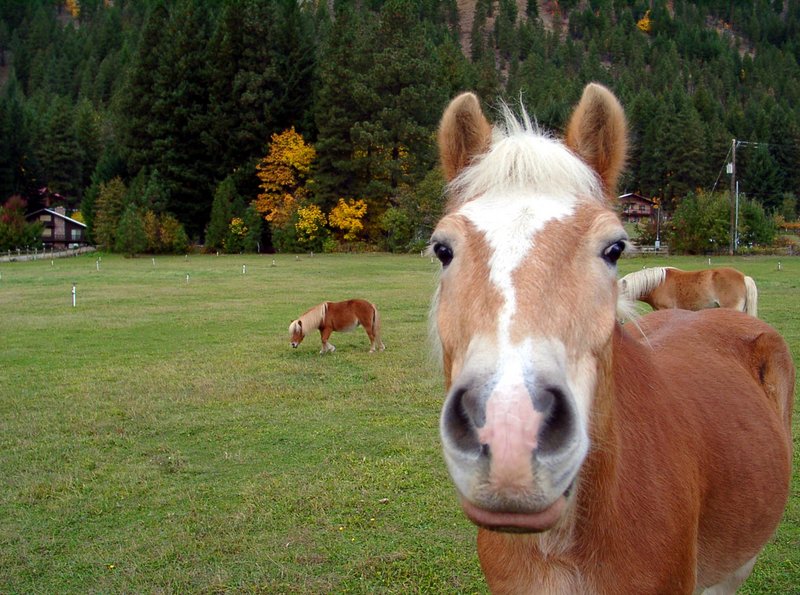 Horses
