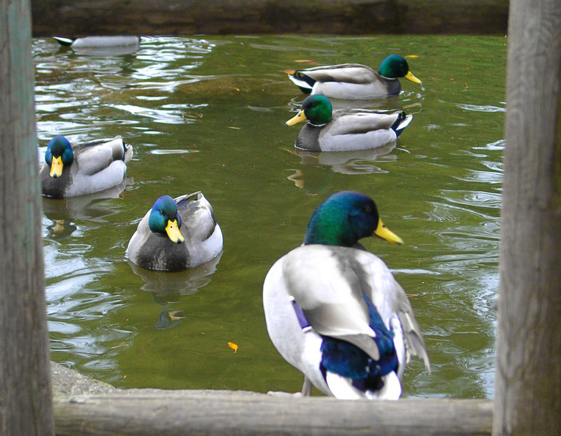 Ducks