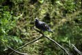 pigeon