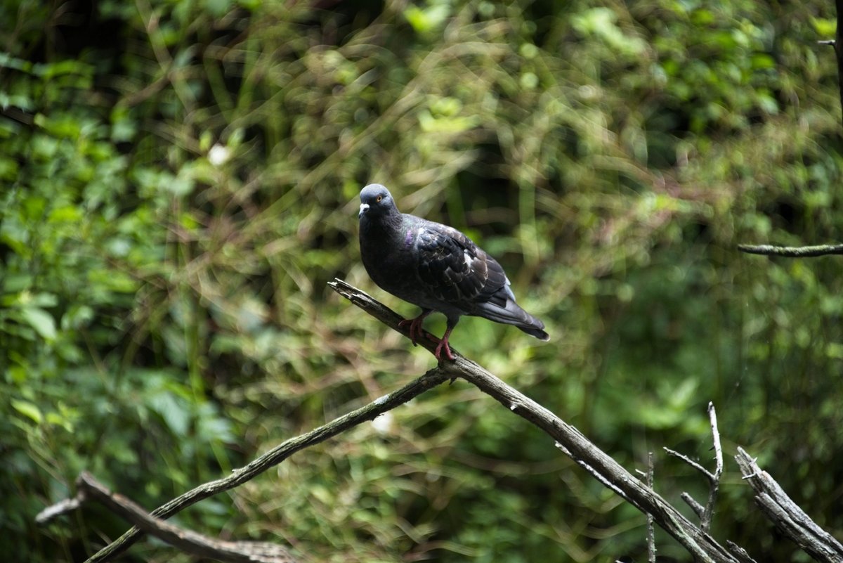 pigeon
