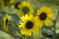 Prairie Sunflowers