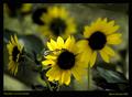 Prairie Sunflowers Watercolor