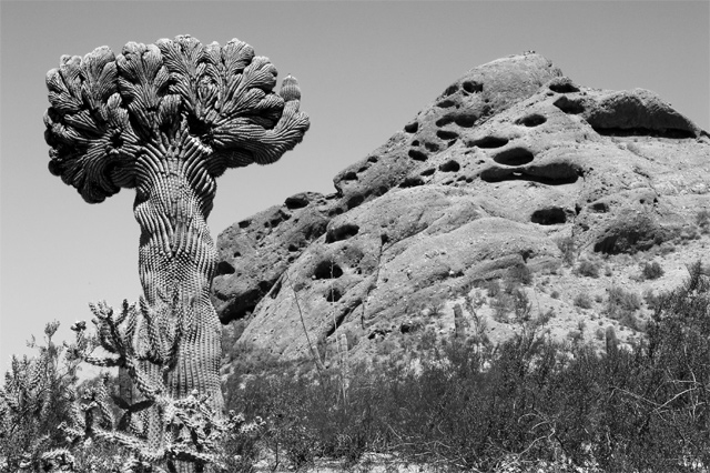 Crested Saguaro