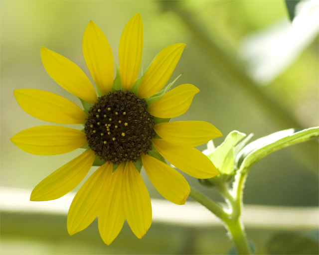 Prairie Sunflower 2