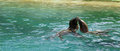 Sealion Love