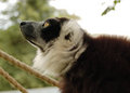 Lemur