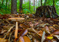 the stump and the stool