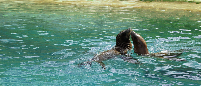 Sealion Love