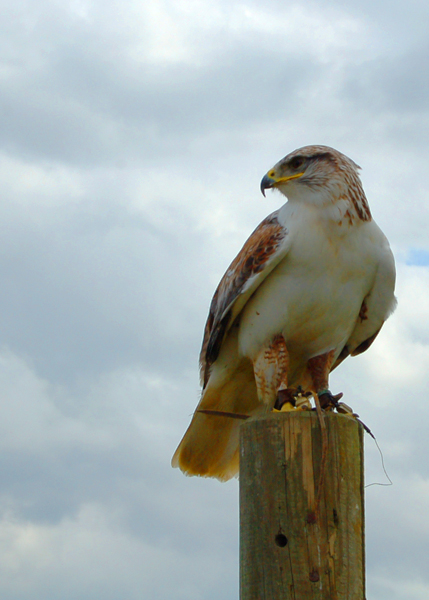 Buzzard Again