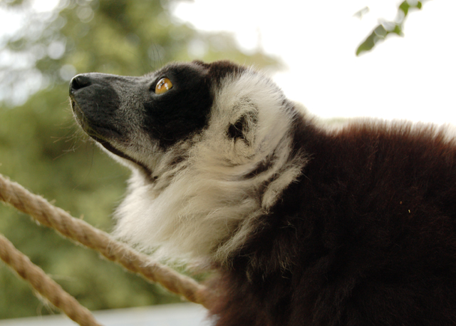 Lemur