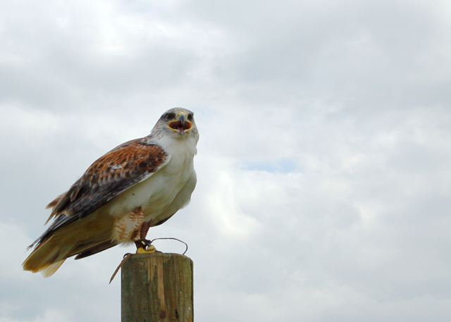 Buzzard