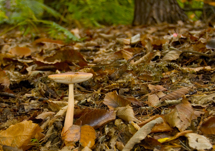 lone funghi