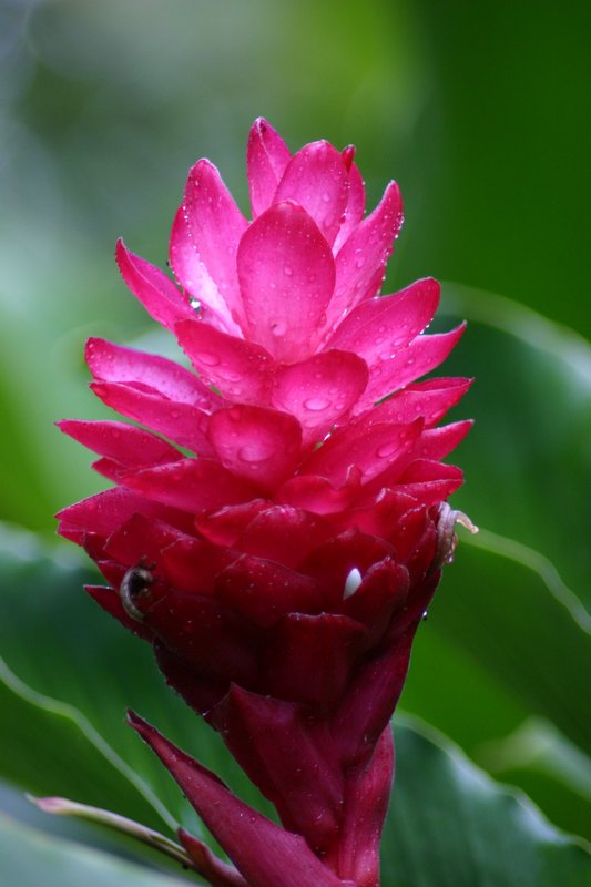 Flower2.jpg