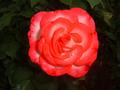 Red Rose3.JPG