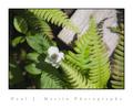 ferns 1